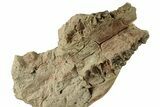 Partial Oreodont (Merycoidodon) Upper Skull - South Dakota #270135-3